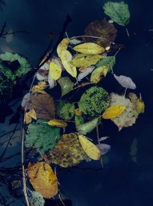 Danse des feuilles – Catherine Gendron