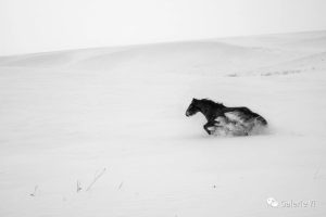 Horses – A Yin